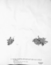 Peltigera polydactyla image